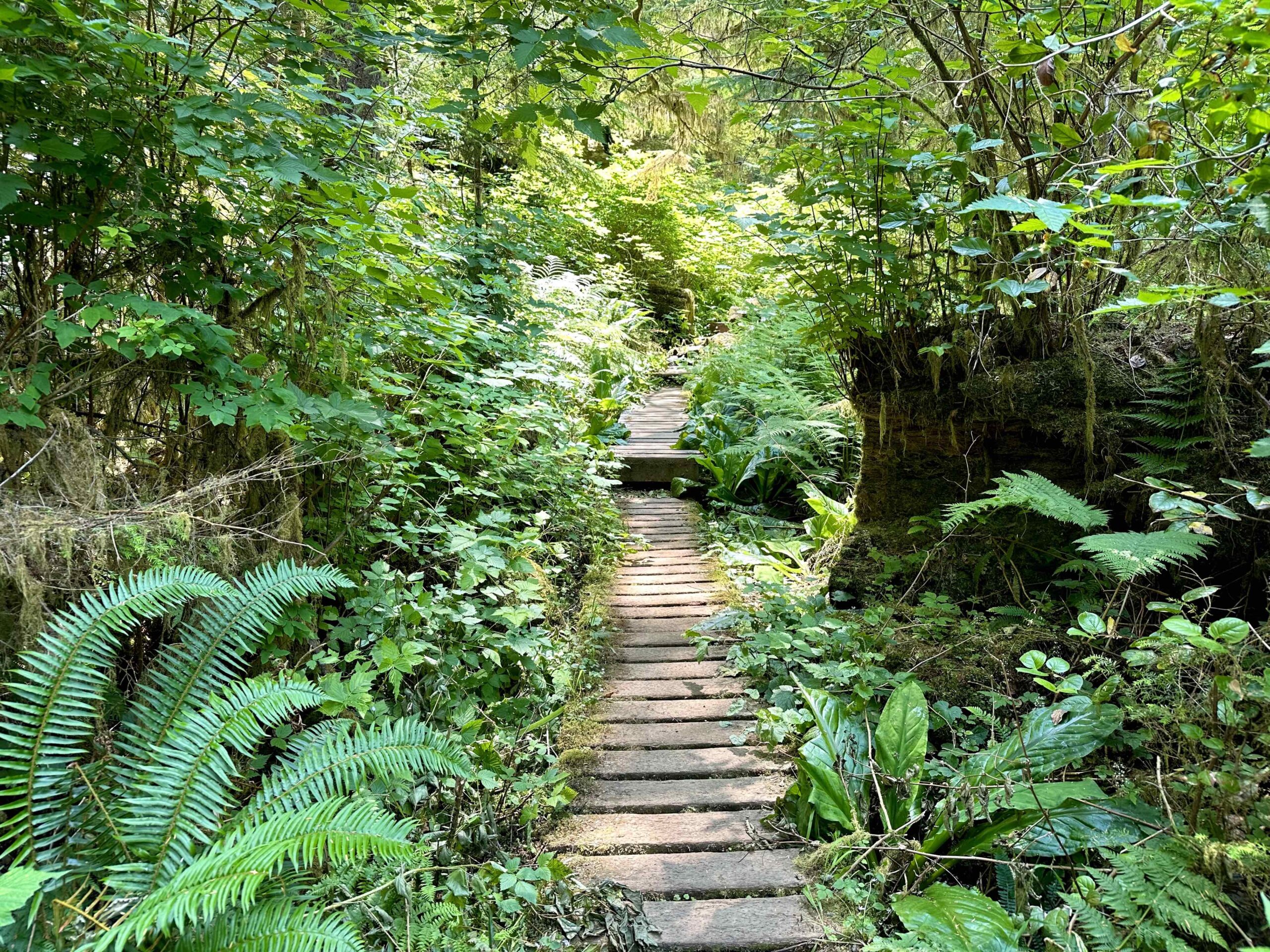 Unique Trail 13 Unique Features Of Hiking The West Coast Trail - Parks of Calgary